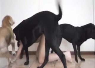 A pair of zoophiles has some naughty fun with a dog - Anal Zoofilia