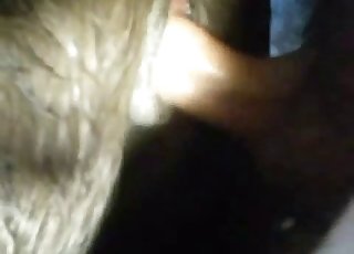 Great doggy style sex action with a nice animal