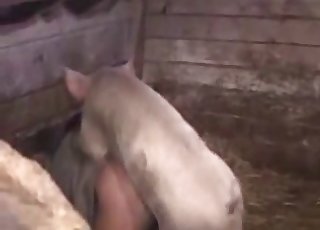 Cute small pig fucked a perverted farmer