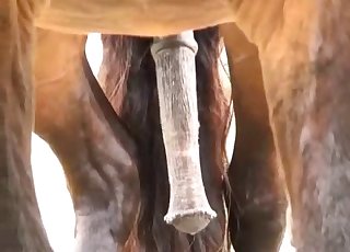Sexy stallion and it's huge soft sausage