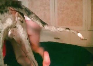 Spotted doggy drilled her tight cunt