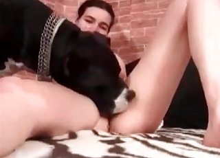 Extremely attractive babes fuck a dog