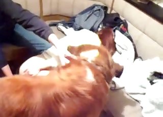 Brown dog punishing that tight hole
