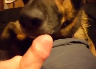 Sweet dog licks my hard boner