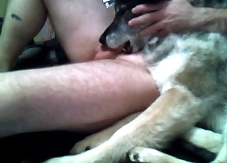 Dog eating my hard dick in bedroom