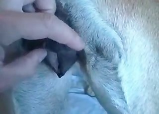 Awesome sex with a perverted doggy