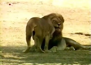 Incredible action with a young lion