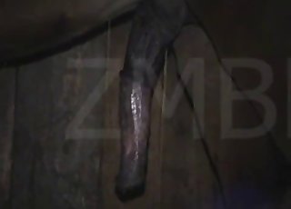 Submissive guy wants that horse cock