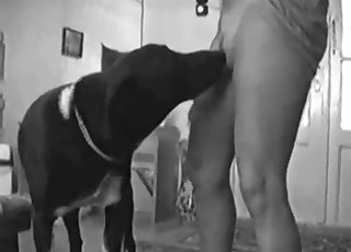 Sexy trained dog licks her juicy hole