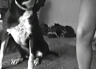 Dog Makes Woman Orgasm