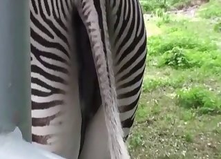 Let's just stare at zebra pussy here