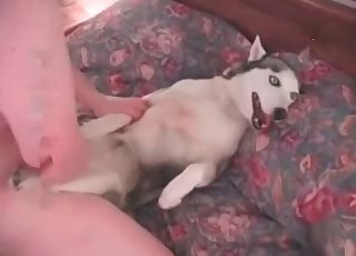 Dude fucking his white doggy in missionary pose