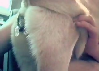 Sex with an animal in bed