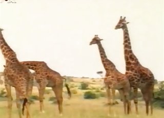 Nice giraffes have amazing wild sex in desert