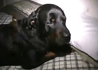Black dog got anally impaled by zoofil
