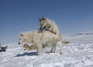 Two white dogs fucking hard in the snow
