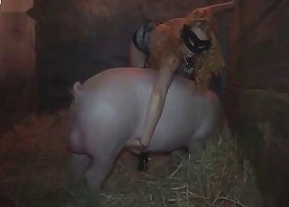Pig with amazing, massive balls