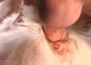 Animal ass fucked hard from behind