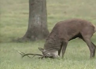 Oh deer, this deer's drilling her HARD