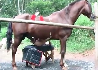 Sexy stallion nicely pounds a wide-opened cunt