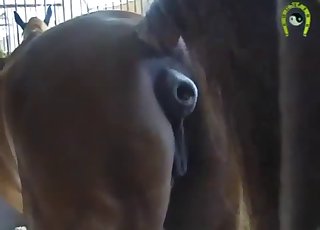 Beautiful black horse is trying bestiality