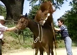 Old man watching two horses fuck hard