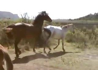Brown and white ponies having sex