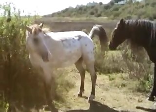 Brown and white ponies having sex