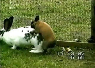 Two cute rabbits having wild sex in barn