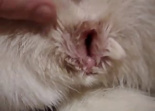 Impressive close-up dog pussy showcase