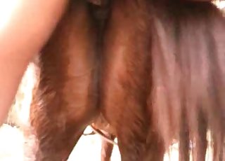 Good doggy style bestiality action with horse