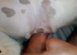 Dude with a big dick fucks that dog