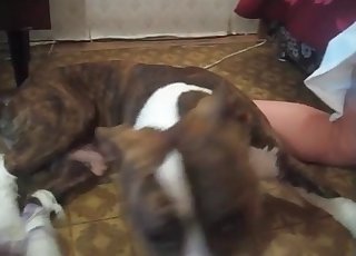 Jerking off doggy dick to see some cum