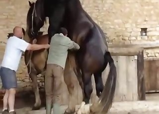 Two horses having nice sex in doggy pose