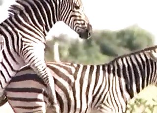 Zebra showing off its hot body here