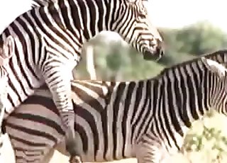 Zebra showing off its hot body here