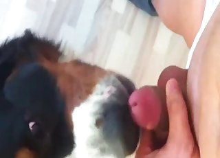 رجل يهزها أمام كلب