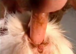 The crack of this animal gets totally stretched out