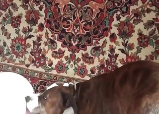 Dog fucks her tight anal hole