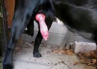 Meaty doggy boner shoots a nice cumshot
