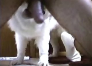 Cute small puppy licks a horny man cock