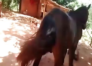 Pony fucked by a horny stallion