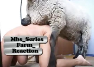 Sheep in passionate farm animal sex