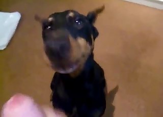 Angry doggy licking a big cock on cam