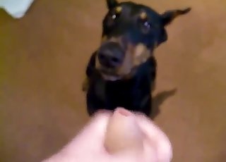 Angry doggy licking a big cock on cam