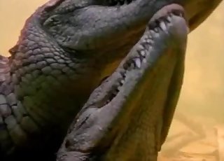Two crocodiles are screwing underwater