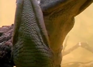 Two crocodiles are screwing underwater
