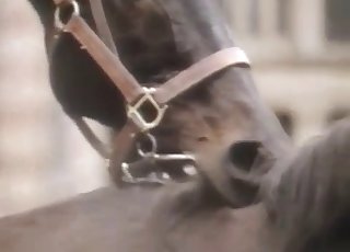 Horse lust is very real, enjoy this vid