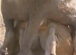 Lusty lioness taking that cock from behind
