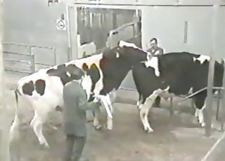 Cow fuck Man Fuck